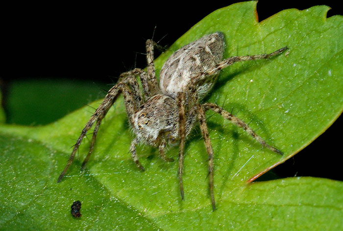 Oxyopes sp.